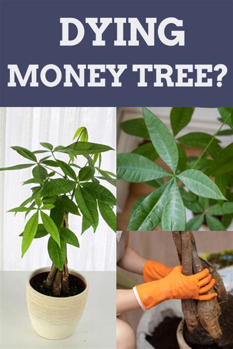 money tree dying|money tree not growing.